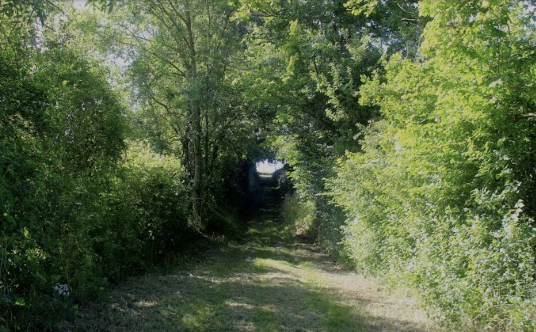 Le retour des haies, vitales et iconiques